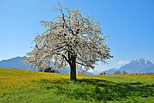 花,樱桃树,甜樱桃,蒲公英,草地,后面,皮拉图斯,瑞士,欧洲