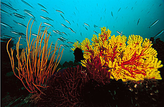 珊瑚礁,鱼群,鱼,印度尼西亚