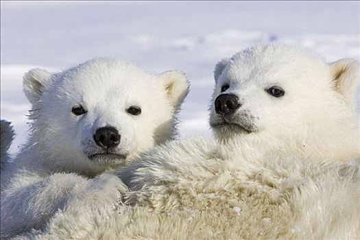 北极熊,3-4岁,老,幼兽,偷窥,上方,母亲,研究人员,脆弱,瓦普斯克国家公园,曼尼托巴,加拿大