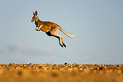 红袋鼠,幼兽,跳跃,国家公园,新南威尔士,澳大利亚