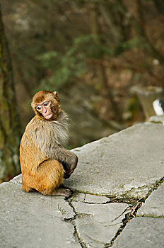 庐山景区的猕猴