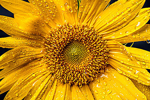 湿,向日葵,微距,图像,局部,特写,亮黄色,水滴