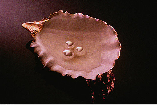 牡蛎,壳,水,珍珠