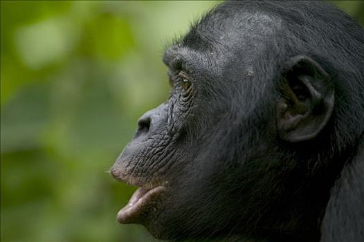 倭黑猩猩,雌性,孤儿,黑猩猩,刚果