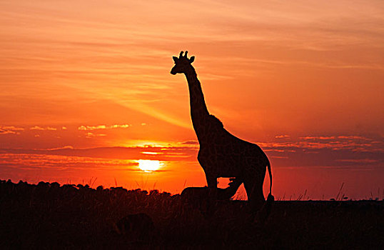 长颈鹿,吸吮,幼兽,一个,日出,马赛马拉,野生动植物保护区,肯尼亚