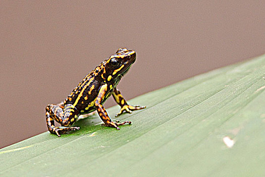 青蛙,栖息,叶子,西北地区,厄瓜多尔