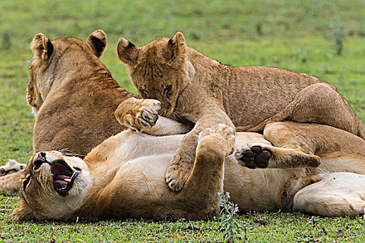 幼狮,卧,上面,两个,雌狮,一个,倚靠,背影,哈欠,恩戈罗恩戈罗,保护区,坦桑尼亚