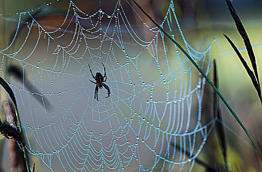 蜘蛛,休息,蜘蛛网,阿斯托里亚,俄勒冈,美国