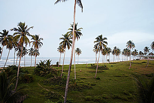 海滩,棕榈树,多米尼加共和国