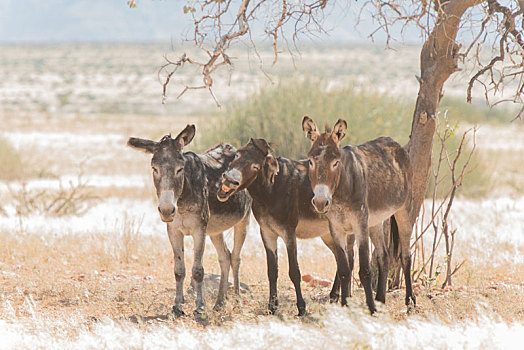 三个,驴,站立,荫凉,树,达马拉兰,纳米比亚西北部,看镜头,一个