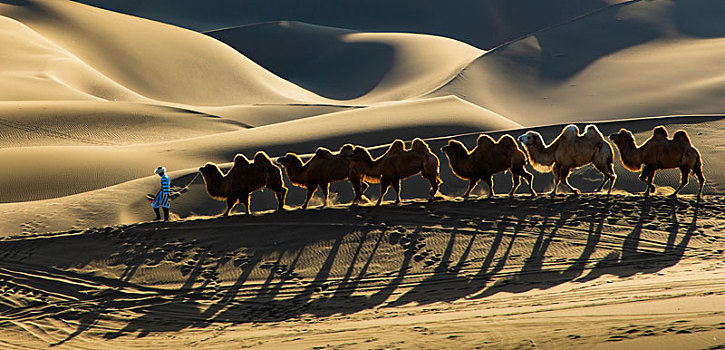沙漠驼影