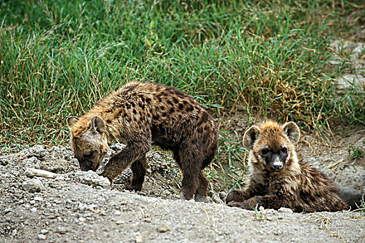 斑鬣狗,站立,巢穴,入口,马赛马拉,公园,肯尼亚