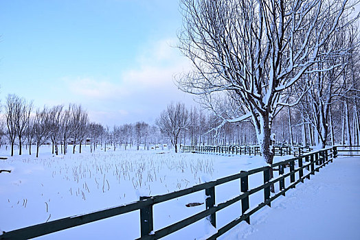 雪景