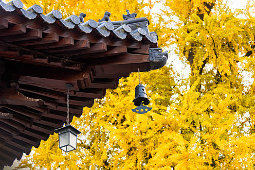 西安古观音禅寺银杏秋景图