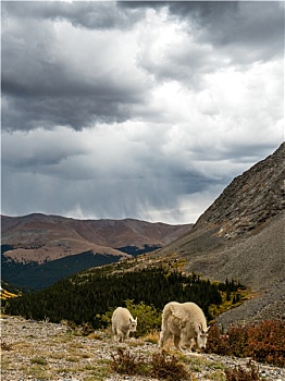 成年,幼小,石山羊,乌云,落基山脉,靠近,布莱肯里奇,科罗拉多