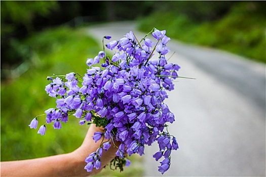 花束,紫罗兰,野花