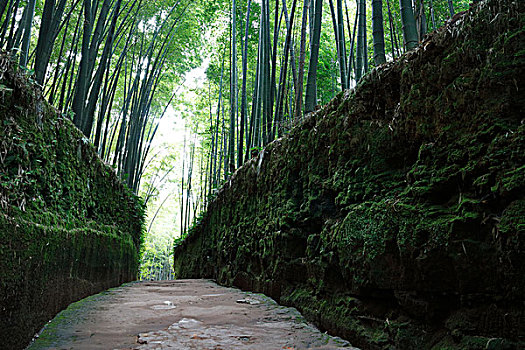 茂密的竹林中,狭窄的通道
