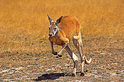 红袋鼠,后腿站立,澳大利亚