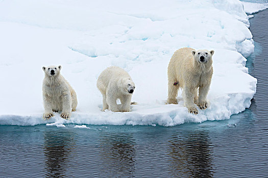 北极熊,两个,幼兽,紧张,融化,浮冰,斯匹次卑尔根岛,岛屿,斯瓦尔巴群岛,挪威,欧洲