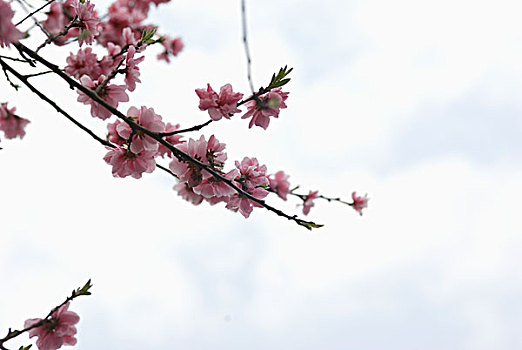 许多,粉色,日本,花,花瓣,四月
