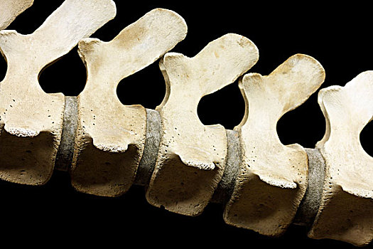 脊椎,脊椎骨,盘形,抹香鲸