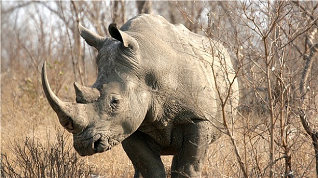 犀牛,克鲁格国家公园,南非