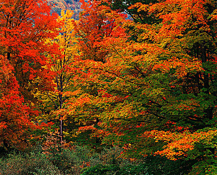 美国,新英格兰,秋日树林,大幅,尺寸