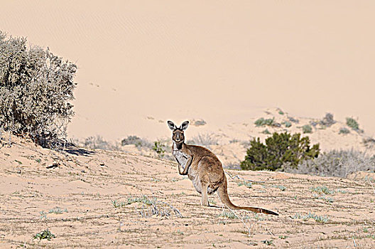 西部灰袋鼠,国家公园,新南威尔士,澳大利亚