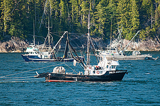 青鱼,渔船,室内,通道,不列颠哥伦比亚省,加拿大