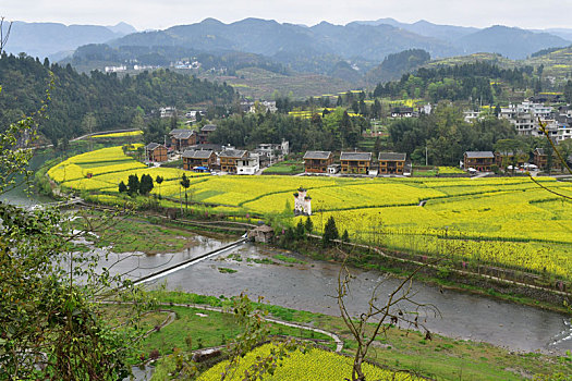 贵州凤冈,长碛古寨菜花黄,金色田园风光好