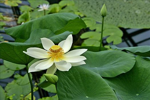 荷花,花,水池