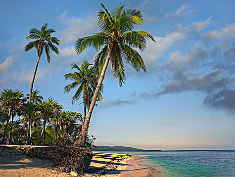 棕榈树,湾,岛屿,洪都拉斯