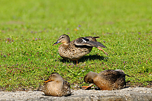 三个,雌性,野鸭,绿头鸭,草地,巴伐利亚,德国