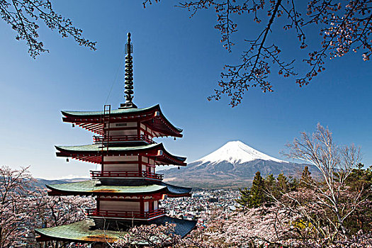 日本,樱花,塔,神祠,富士山