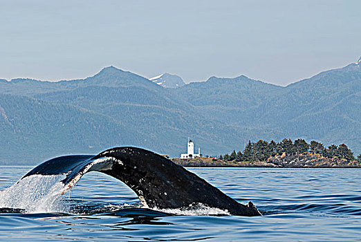 驼背鲸,鲸尾叶突,五个,手指,灯塔,背景,弗雷德里克湾,东南阿拉斯加,夏天