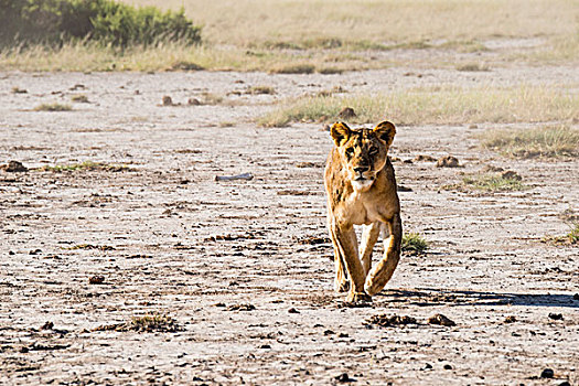 东非,肯尼亚,安伯塞利国家公园,雌狮,狮子,猎捕,大幅,尺寸