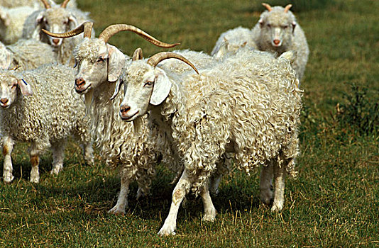安哥拉山羊,产生,毛织品