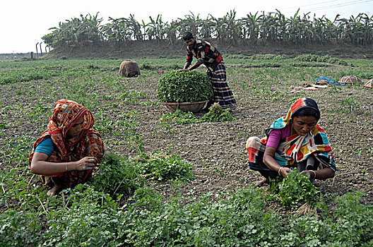 女人,收集,蔬菜,地点,孟加拉,二月,2008年