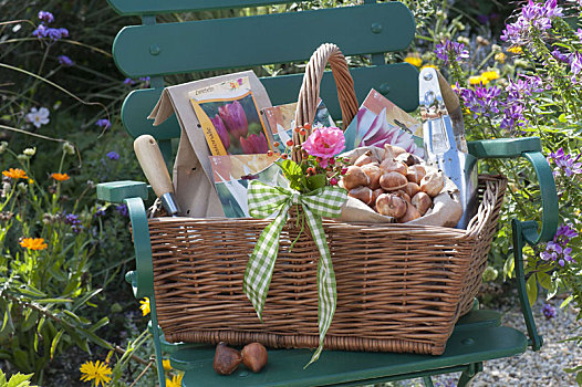 礼物,篮子,花园,爱人,郁金香属,郁金香,球茎