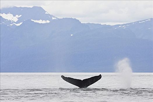 驼背鲸,鲸尾叶突,吹,大翅鲸属,鲸鱼,阿拉斯加,美国