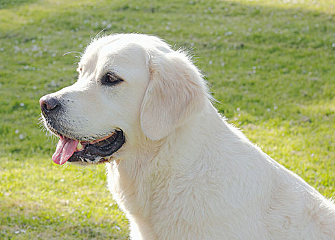 金毛猎犬,雄性,5岁