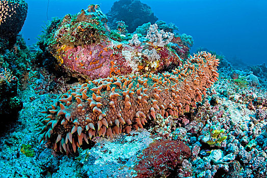 菠萝,海参,礁石,仰视,蓝碧海峡,北苏拉威西省,印度尼西亚,亚洲