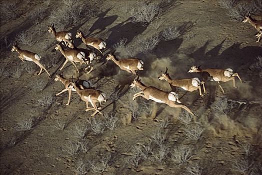 叉角羚,北美叉角羚,航拍,牧群,北下加利福尼亚州,墨西哥