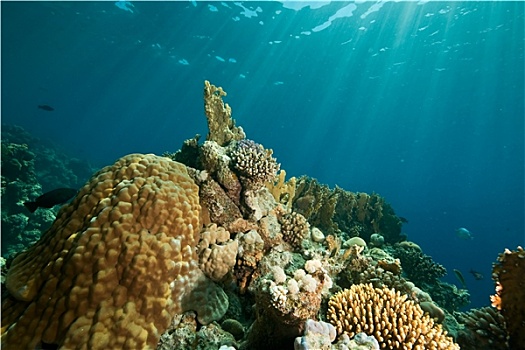 珊瑚,海洋,鱼