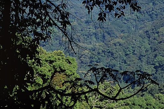 山,雨林,乌干达