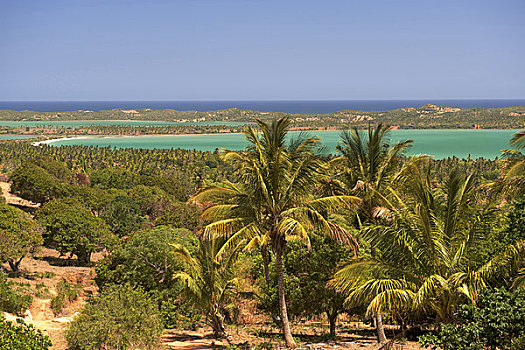 棕榈树,海岸,莫桑比克