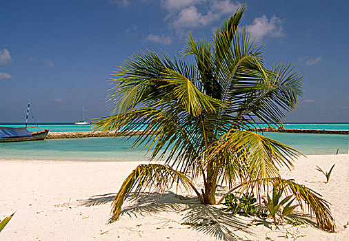 海滩,椰树,椰,马达加斯加,非洲