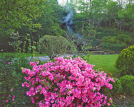 春天,杜鹃花,花,温泉,国家公园,阿肯色州