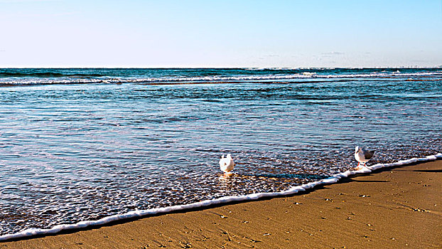 黄金海岸,海外