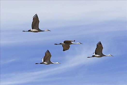 沙丘鹤,成群,飞,排列,迁徙,博斯克德尔阿帕奇,新墨西哥